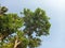 green leaves of tall trees in clear sky