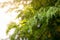 Green leaves of tamarind in the garden.