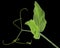 Green leaves and tendrils of sweet pea, isolated on black background