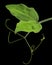 Green leaves and tendrils of sweet pea, isolated on black background