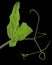 Green leaves and tendrils of sweet pea, isolated on black background