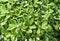 Green leaves texture background macro, False Hellebore toxic plant