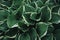 Green leaves texture background. Natural background of green plantain lilies foliage. Hosta plant leaves