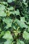 Green leaves and thorny fruits of cocklebur