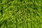 Green leaves of thuja growing down. Green leaves texture background.
