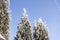 Green leaves of Thuja trees covered with frost with soft sunlight. Thuja twig with snow. Evergreen coniferous tree. A
