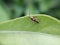 green leaves to sit Cosmet moths insect micro image in indian village home garden