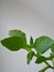 Green leaves tobacco flower white background