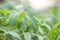 Green leaves of tomato seedlings