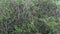 Green leaves in a tree along Masinagudi, Mudumalai National Park, Tamil Nadu - Karnataka State border, India