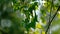 Green Leaves Of Tree Birch Hanging In Forest On Sunny Day