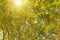 Green leaves and tree branches illuminated by sunset light