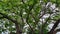 Green Leaves and Tree Branches Under Overcast Sky