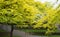 Green leaves on a tree in Hobart city