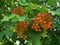 Green leaves on the tree, red round fruits on a twig, ripe red sheep, summer plants