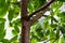 Green leaves and tree trunk from ficus andrew moraceae from asia close up