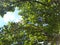 Green leaves of the trees seen from below, in the background the blue sky