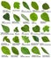 Green leaves of trees and shrubs with names