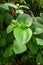 A green leaves of tropical plant Heterotis buettneriana a member of Melastome, Family Melastomataceae