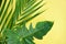 Green leaves tropical plant jungle with palm Philodendron leaf on yellow background