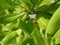 Green leaves of tropical plants. Trees and palm trees on the Maldives coast.