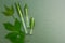 Green leaves in tubes, top view. Homeopathy, space for text