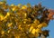 Green leaves turn yellow. Autumn beginning. Fall season. Tree branch with blue sky