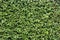 Green leaves wall background, green bush texture