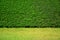 Green leaves wall background on green grass field.