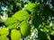 The green leaves of the walnut backlit