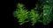 Green leaves of wart or maile-scented fern and alocacia elephan