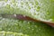 Green leaves with water drops