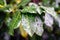 Green leaves with water drops in Kelsey Park, Beckenham, Kent, UK