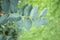 Green leaves with water drops. Macro dew drop leaf on blur background.