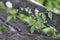 Green leaves with waterdrops draped over wooden split rail fence