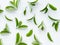 green leaves on a white background. Large fresh decorative leaves.