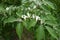Green leaves and white flowers of Amur honeysuckle in May