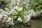 Green leaves and white flowers of sweet cherry on peduncles