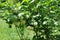 Green leaves and white inflorescences of Viburnum opulus sterile