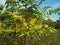 GREEN LEAVES ON A WHITE STINKWOOD TREE CHANGING TO YELLOW IN AUTUMN