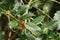Green leaves of wild Holly with red berries