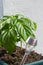 Green leaves of the wild paprika bush and solar battery