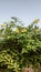 Green leaves yellow flowers aarey forest mumbai