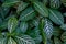 Green leaves with yellow veins of Zebra plant or Shrubby Whitevein (Sanchezia speciosa) the tropical rainforest foliage plant nat