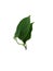 Green leaves of Ylang-Ylang, Cananga odorata leaves