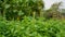 Green leaves young bud and flower of Hoary basil or lemon basil in vegetable backyard rooftop garden on a building