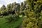 Green leaves of young plants in the garden. Russian nature.