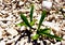 Green leaves of young plants grown on pebbles