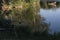 Green leaves of young reeds on a warm day sway over a pond