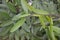 Green leavy wild plant. Leaves background with copyspace